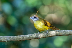 White-throated Bulbul (Alophoixus flaveolus) (2)