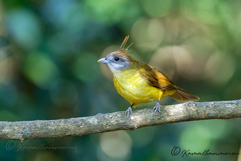 White-throated Bulbul (Alophoixus flaveolus) (2).jpg