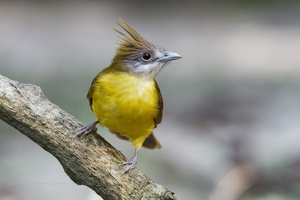 White-throated Bulbul (Alophoixus flaveolus)02 (2)
