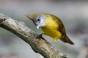 White-throated Bulbul (Alophoixus flaveolus)02 (1)