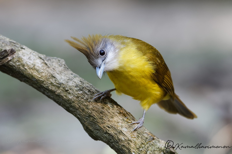 White-throated Bulbul (Alophoixus flaveolus)02 (1).jpg