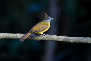 White-throated Bulbul (Alophoixus flaveolus01) (1)