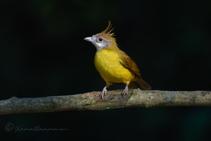 White-throated Bulbul (Alophoixus flaveolus01) (2)