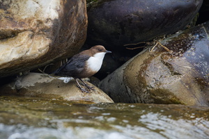 White-throated Dipper (Cinclus cinclus) (1)
