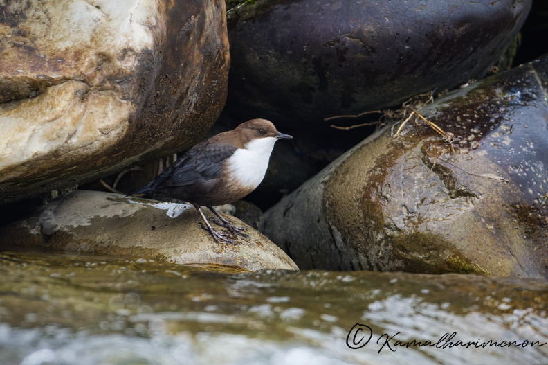 White-throated Dipper (Cinclus cinclus) (1).jpg