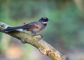 White-throated Fantail (Rhipidura albicollis)1