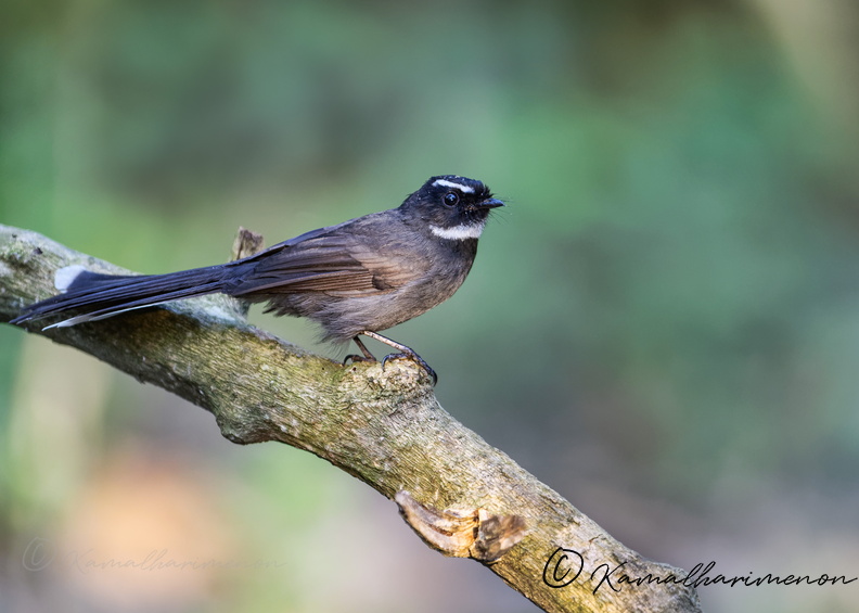 White-throated Fantail (Rhipidura albicollis)1.jpg