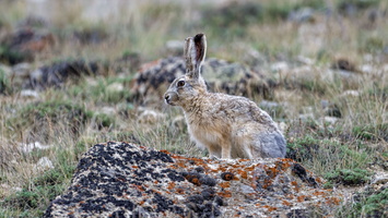 Woolly hare (Lepus oiostolus)
