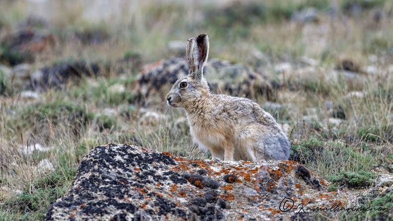 Woolly hare (Lepus oiostolus).jpg