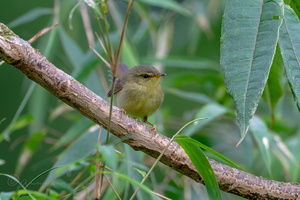 Aberrant Bush-warbler (Horornis flavolivaceus)