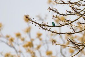 Asian emerald cuckoo (Chrysococcyx maculatus)