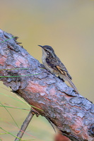 Bar-tailed treecreeper (Certhia himalayana)
