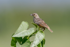 Bengal Bushlark (Mirafra assamica)