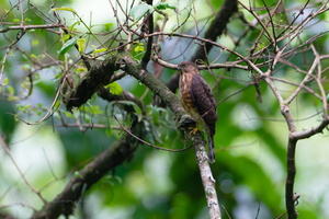 Besra (Accipiter virgatus) (1)