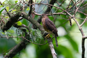 Besra (Accipiter virgatus) (2)