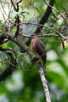 Besra (Accipiter virgatus) (3)
