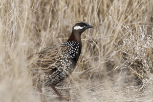 Black francolin (Francolinus francolinus ) (1)