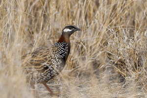 Black francolin (Francolinus francolinus ) (2)