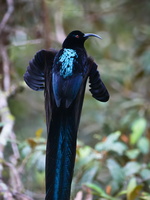 Black Sicklebill (Epimachus fastosus) (1)