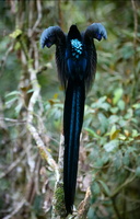Black Sicklebill (Epimachus fastosus) (2)