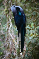 Black Sicklebill (Epimachus fastosus) (3)