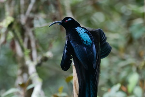 Black Sicklebill (Epimachus fastosus) (4)
