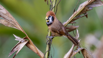 Black-breasted Parrotbill (Paradoxornis flavirostris) (1)