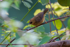 Black-chinned Babbler (Cyanoderma pyrrhops)