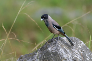 Black-headed jay (Garrulus lanceolatus)