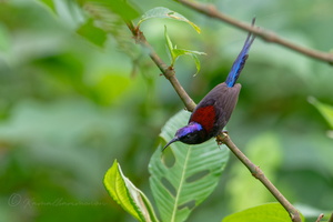 Black-throated sunbird (Aethopyga saturata ) (1)