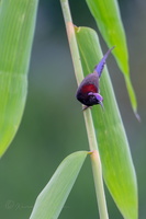 Black-throated sunbird (Aethopyga saturata ) (2)