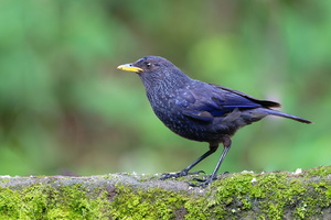 Blue whistling thrush (Myophonus caeruleus )
