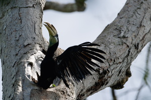 Blyth's hornbill (Rhyticeros plicatus)