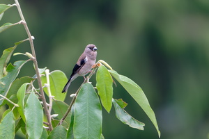 Brown Bullfinch (Pyrrhula nipalensis)