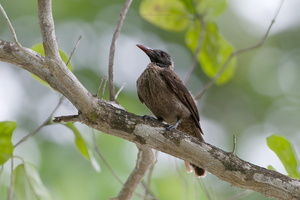 Brown Oriole (Oriolus szalayi) (1)