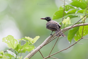 Brown Oriole (Oriolus szalayi) (2)
