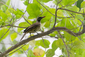Brown Oriole (Oriolus szalayi) (3)