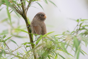 Brown Parrotbill (Paradoxornis unicolor) (1)