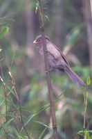 Brown Parrotbill (Paradoxornis unicolor) (2)