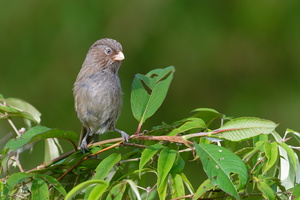 Brown Parrotbill (Paradoxornis unicolor) (4)