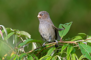 Brown Parrotbill (Paradoxornis unicolor) (5)