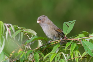 Brown Parrotbill (Paradoxornis unicolor) (6)