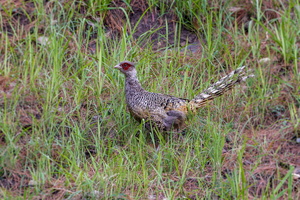 Cheer pheasant (Catreus wallichii) (1)