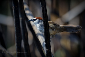 Chestnut-capped Babbler (Timalia pileata) (1)
