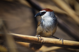 Chestnut-capped Babbler (Timalia pileata) (2)