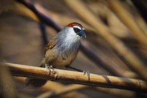 Chestnut-capped Babbler (Timalia pileata) (3)