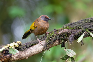 Chestnut-crowned laughingthrush (Trochalopteron erythrocephalum) (1)