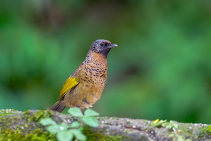 Chestnut-crowned laughingthrush (Trochalopteron erythrocephalum) (2)