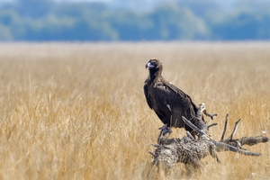 Cinereous vulture (Aegypius monachus) (1)