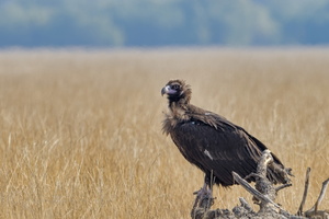 Cinereous vulture (Aegypius monachus) (3)